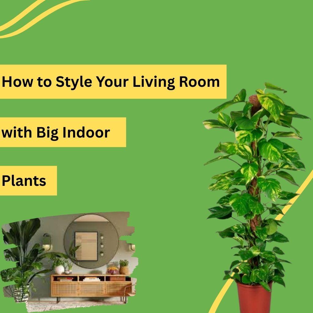 How to Style Your Living Room with Big Indoor Plants?