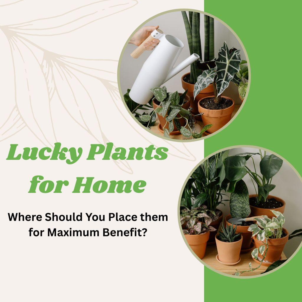 Lucky Plants for Home - Where Should You Place them for Maximum Benefit?