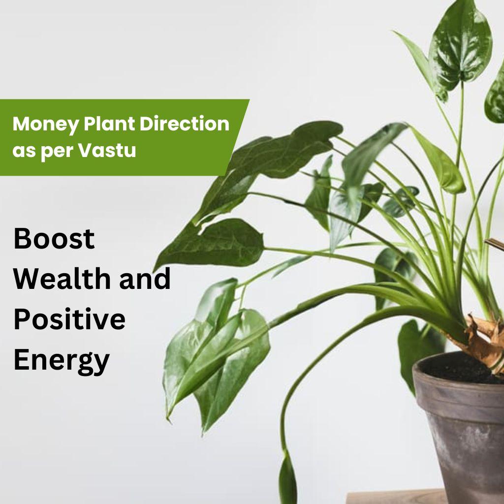 Money Plant Direction as per Vastu: Boost Wealth and Positive Energy