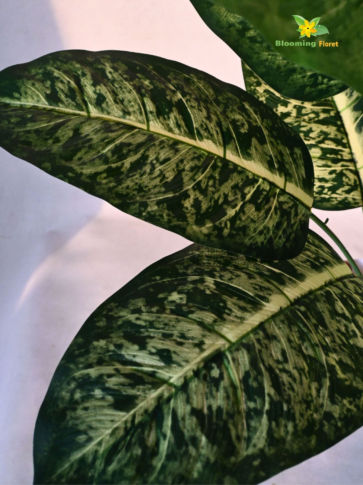Artificial Dieffenbachia Plant – 63.5 cm, 12 Green-Yellow Leaves, with Basic Pot