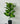 Artificial Dieffenbachia Seguine Plant For Decor | 15 Leaves with Basic Pot | 60.9 cm