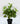 Artificial Peacock Plant for Decor | with Basic Pot | 48.3 cm