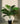 Artificial Areca Palm Plant  12 Leaves with Basic Pot | 58.4 cm