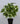 Artificial Dragon Heart Coleus Plant for Decor | with Basic Pot | 48.3 cm