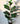 Artificial Fiddle-Leaf Fig Plant for Decor 21 Leaves with Basic Pot | 86.3 cm
