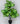 Eternal Verdure Dieffenbachia Honeydew Plant