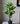 Artificial Pisonia Alba Plant for Decor 30 Leaves with Basic Pot | 65 cm