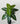 White Veined Caladium Plantt for Decor | 12 Leaves with Basic Pot | 78.7 cm