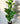  Artificial Dieffenbachia Plant for Decor 21 Leaves with Basic Pot | 86.3 cm