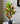 Artificial Croton Plant for Decor 30 Leaves with Basic Pot | 65 cm