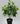 Ivory Elegance Bettina Ivy Plant for Decor | with Basic Pot | 48.3 cm