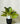 Artificial Peacock Plant For Decor | 18 Leaves with Basic Pot | 33 cm