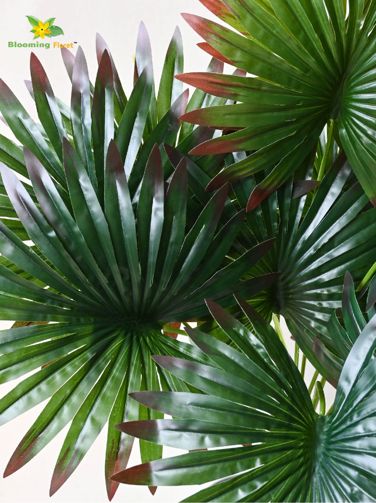 Tropical Breeze Fan Palm Plant