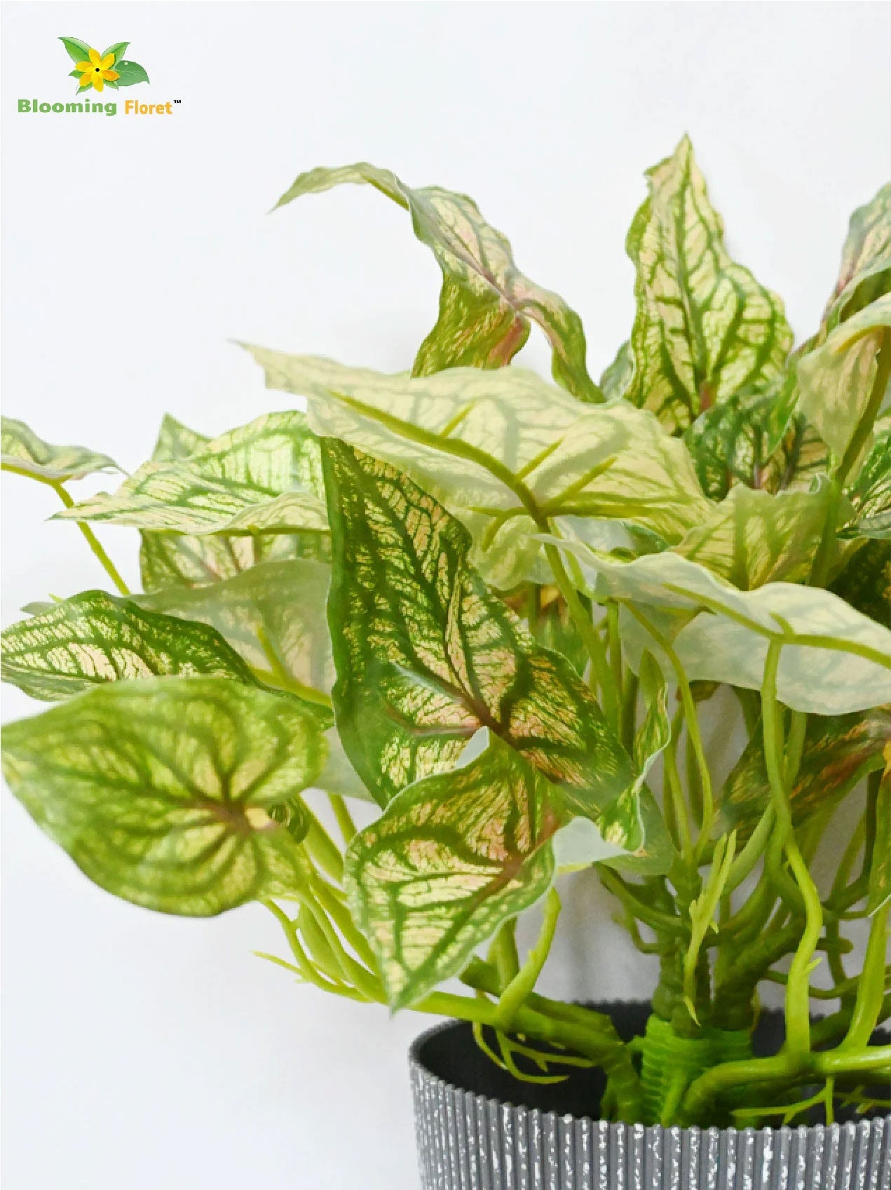 Boho Bliss Caladium Plant - Mix Green Leaves (Patterned)