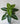 White Veined Caladium Plantt for Decor | 12 Leaves with Basic Pot | 78.7 cm