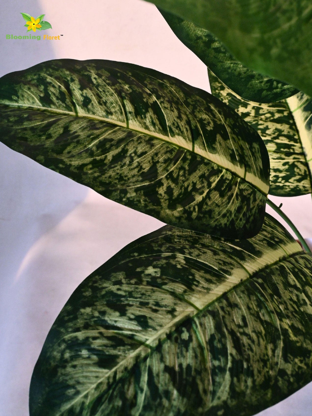 Artificial Dieffenbachia Plant – 63 cm, 12 Leaves, with Basic Pot