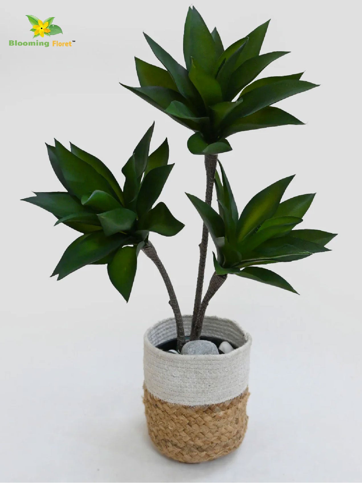 Evergreen Foxtail Agave Plant