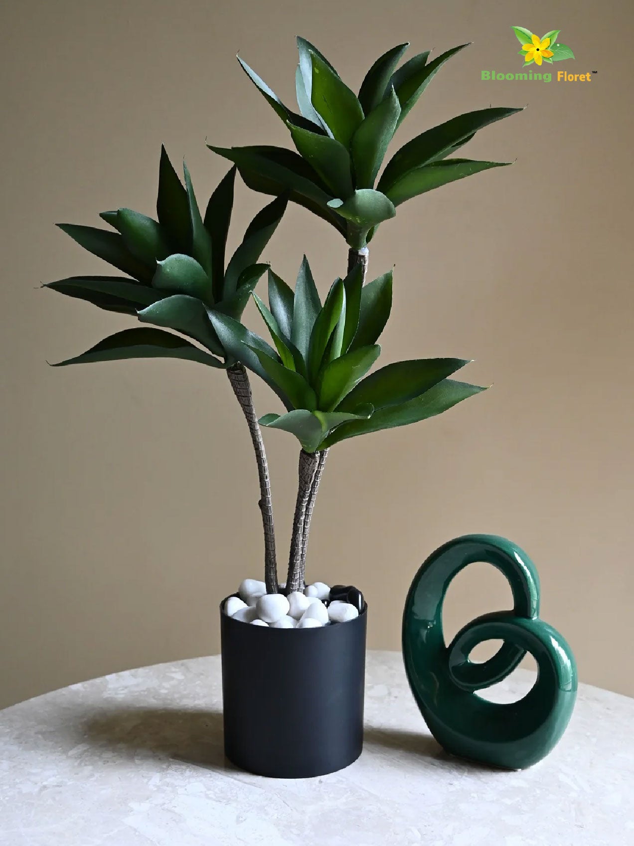 Evergreen Foxtail Agave Plant