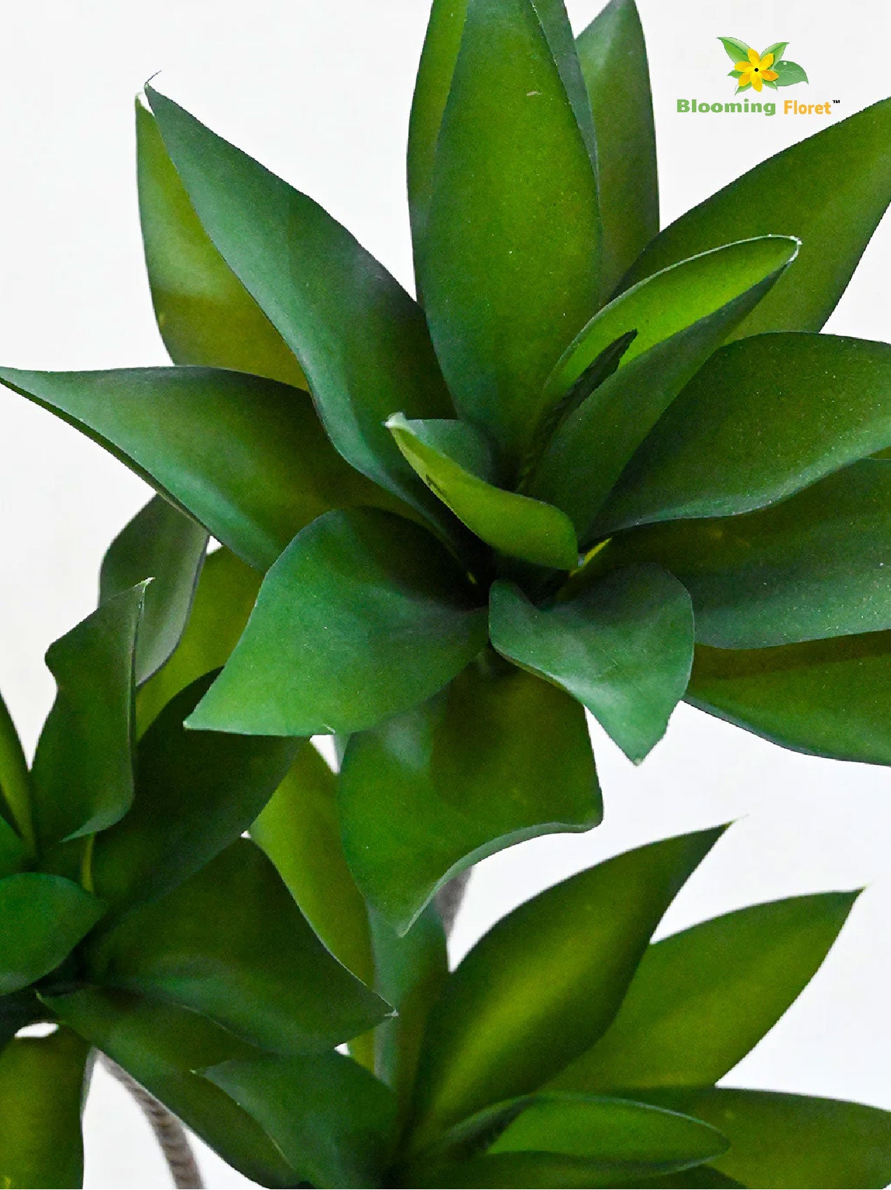 Evergreen Foxtail Agave Plant