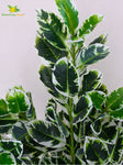 Artificial Andrew Croton Plant – 85 cm, 104 Leaves, with Basic Pot