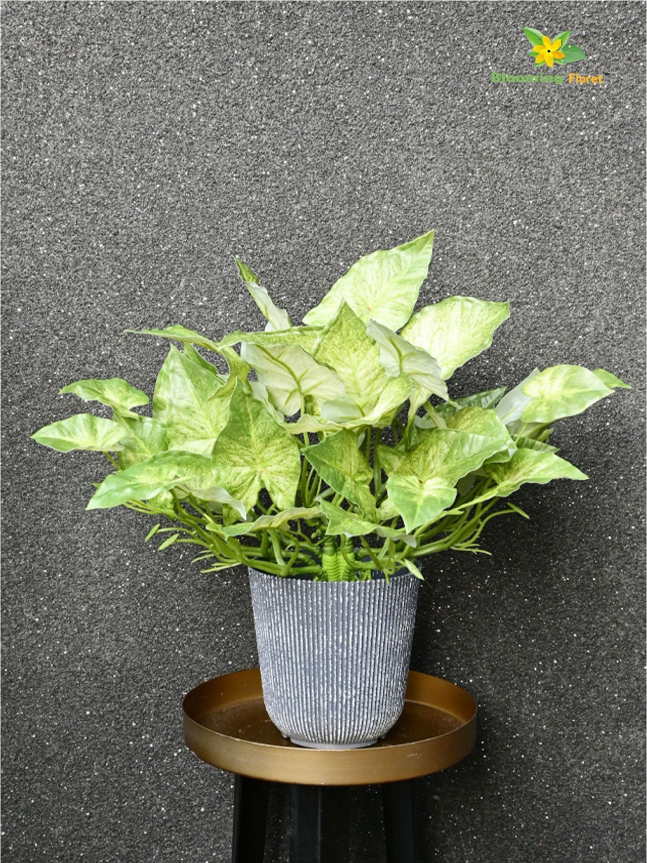 Boho Bliss Caladium Plant - Off White Green Leaves (Patterned)
