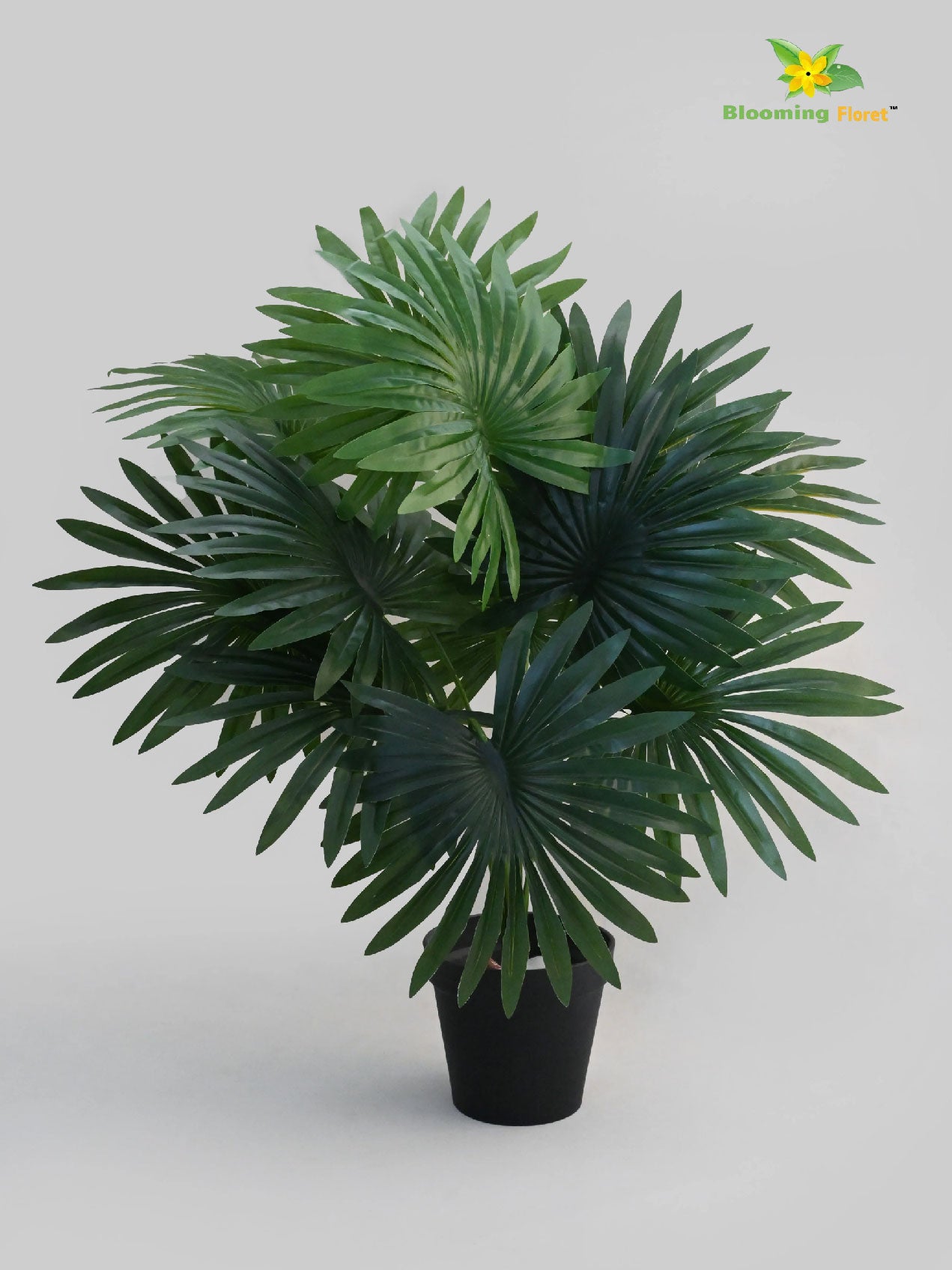 Tropical Breeze Fan Palm Plant
