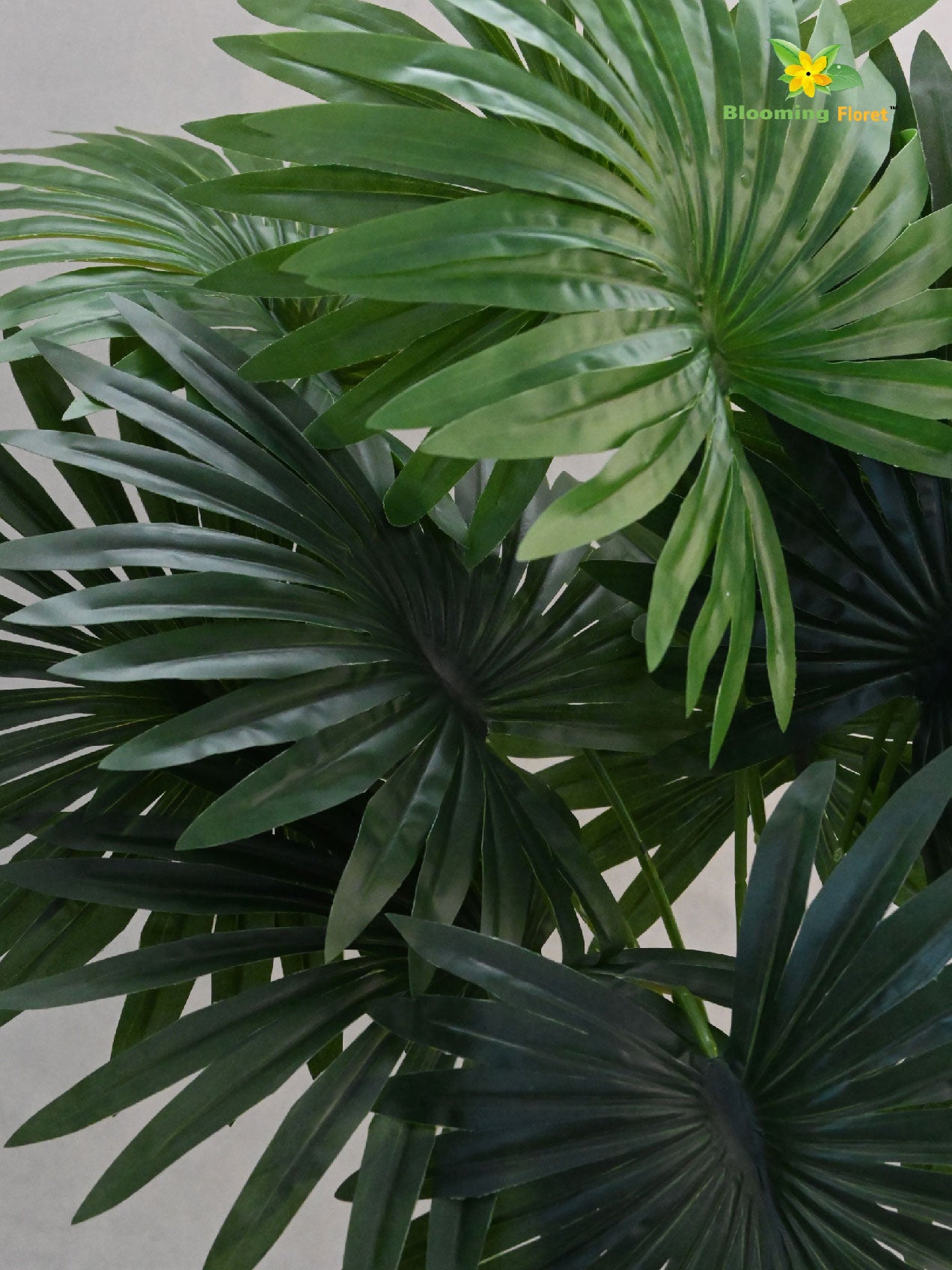 Tropical Breeze Fan Palm Plant