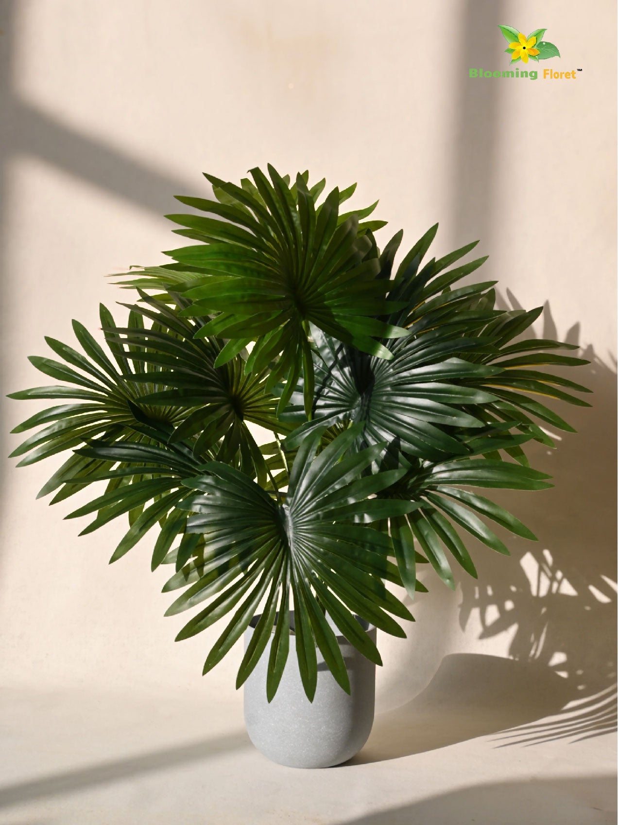 Tropical Breeze Fan Palm Plant