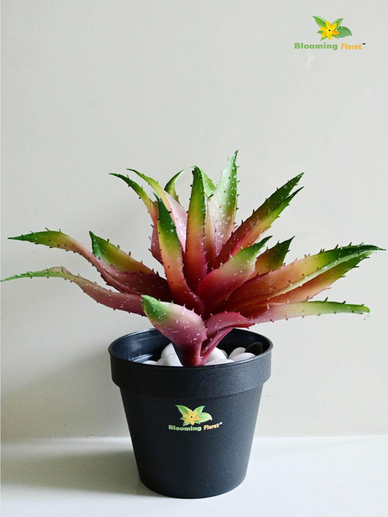 Aloe Vera Plant - Green and Maroon