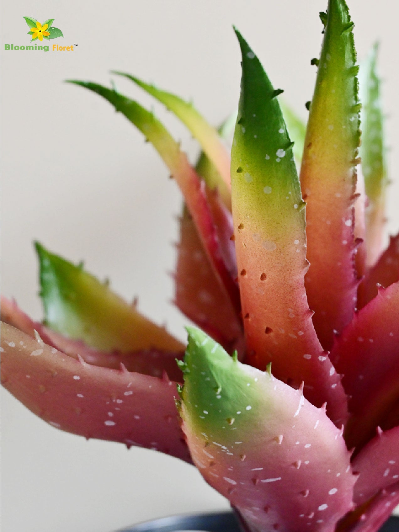 Aloe Vera Plant - Green and Maroon