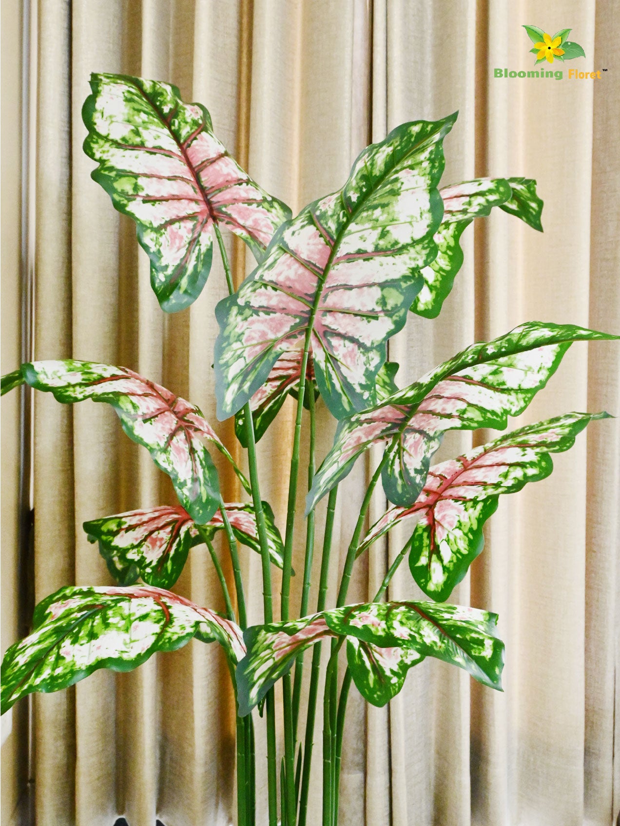 Tropical Beauty Caladium Plant – 150 cm, 10 Leaves