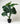 Evergreen Delight Philodendron Plant | 18 Leaves