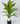 Artificial  Ivory White Croton Plant having 26 Leaves with Pot | 71.1 cm Tall Plant