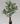 Artificial White Croton Tree for Decor with Basic Pot | 110 cm