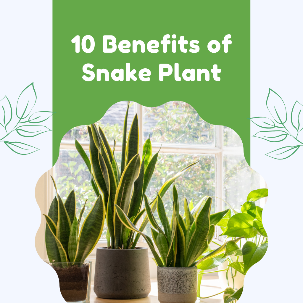 10 Benefits of Snake Plant