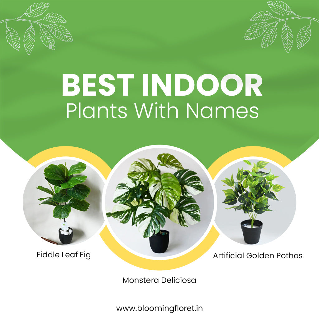Indoor Plants With Names