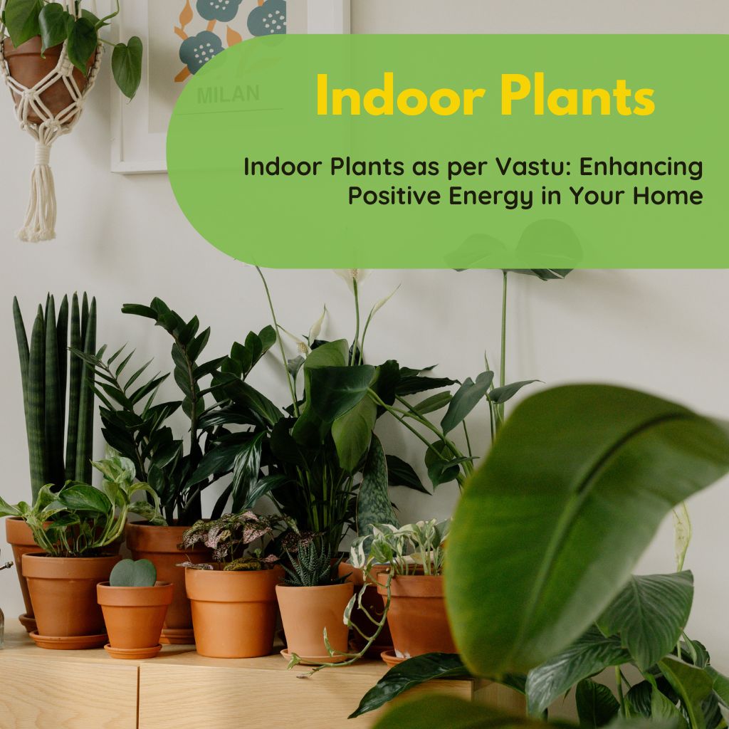 Indoor Plants as per Vastu