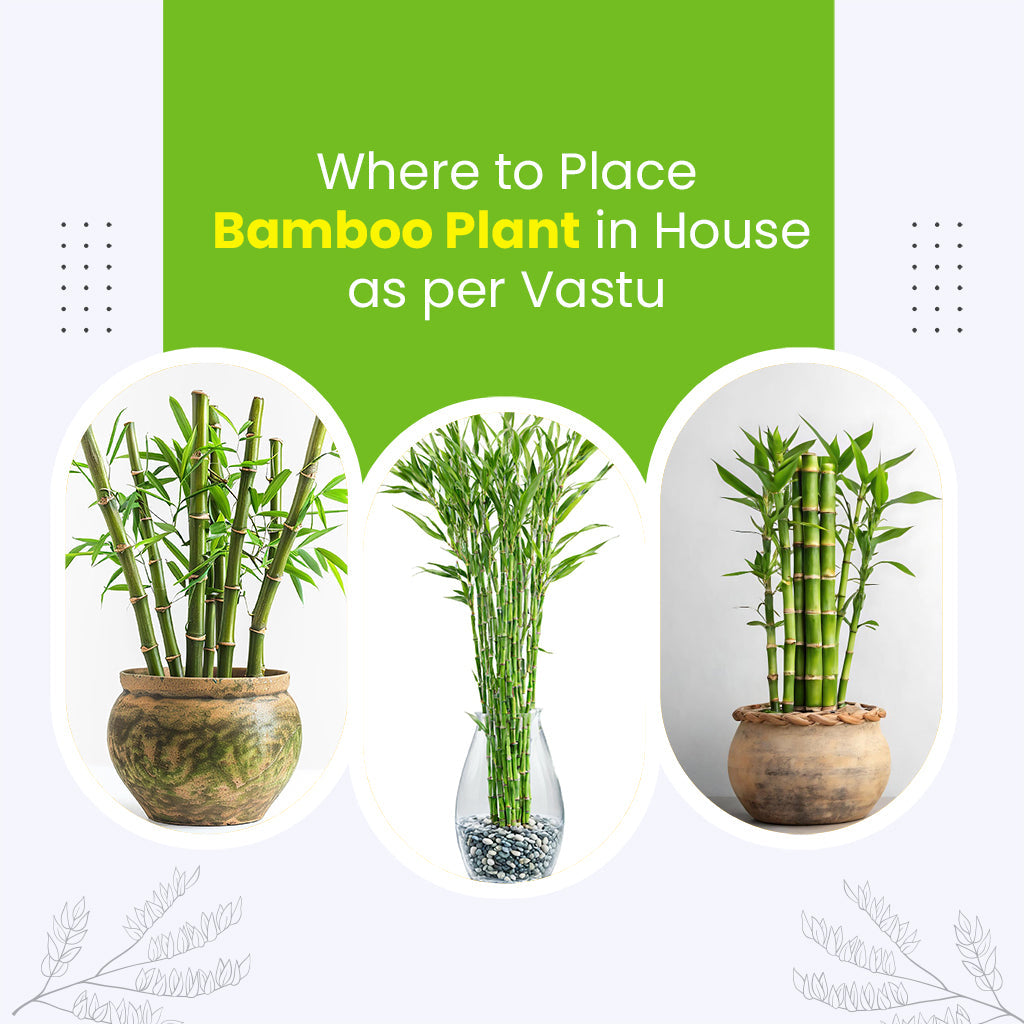 Where to Place Bamboo Plant in House as per Vastu