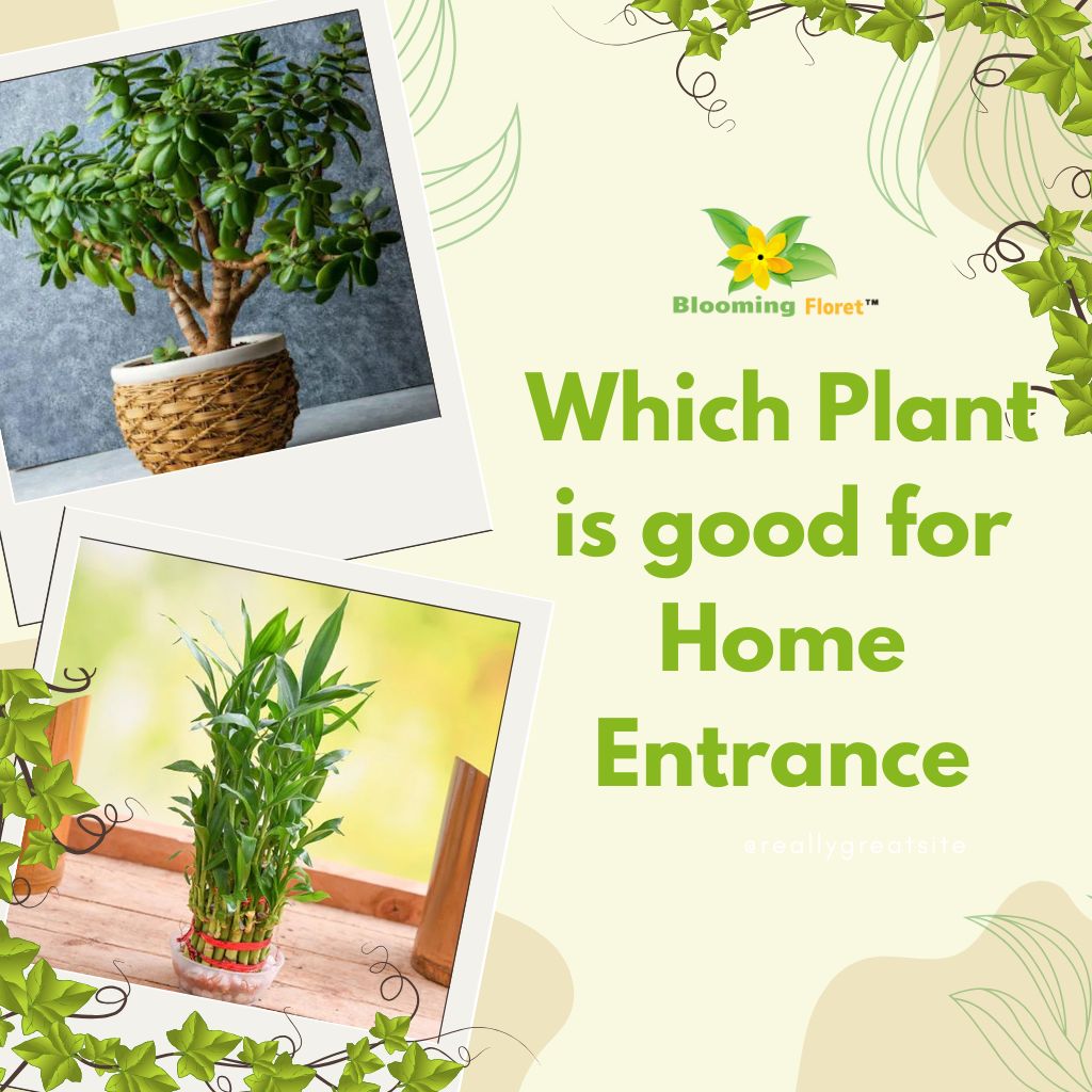 Which Plant Is Good for Home Entrance?