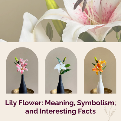 Lily Flower: Meaning, Symbolism, and Interesting Facts