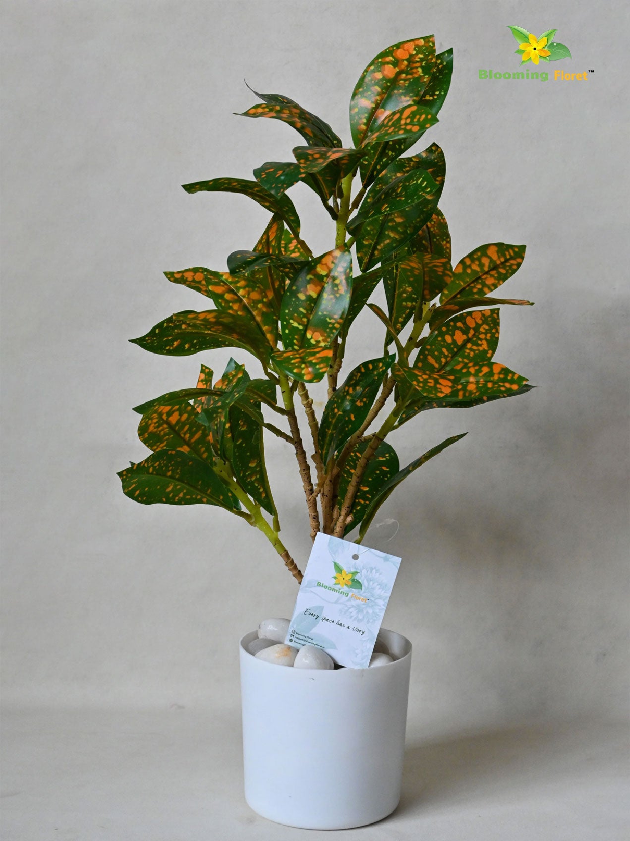 Artificial Dracaena Surculosa Plant | 39 cm | With Basic Pot