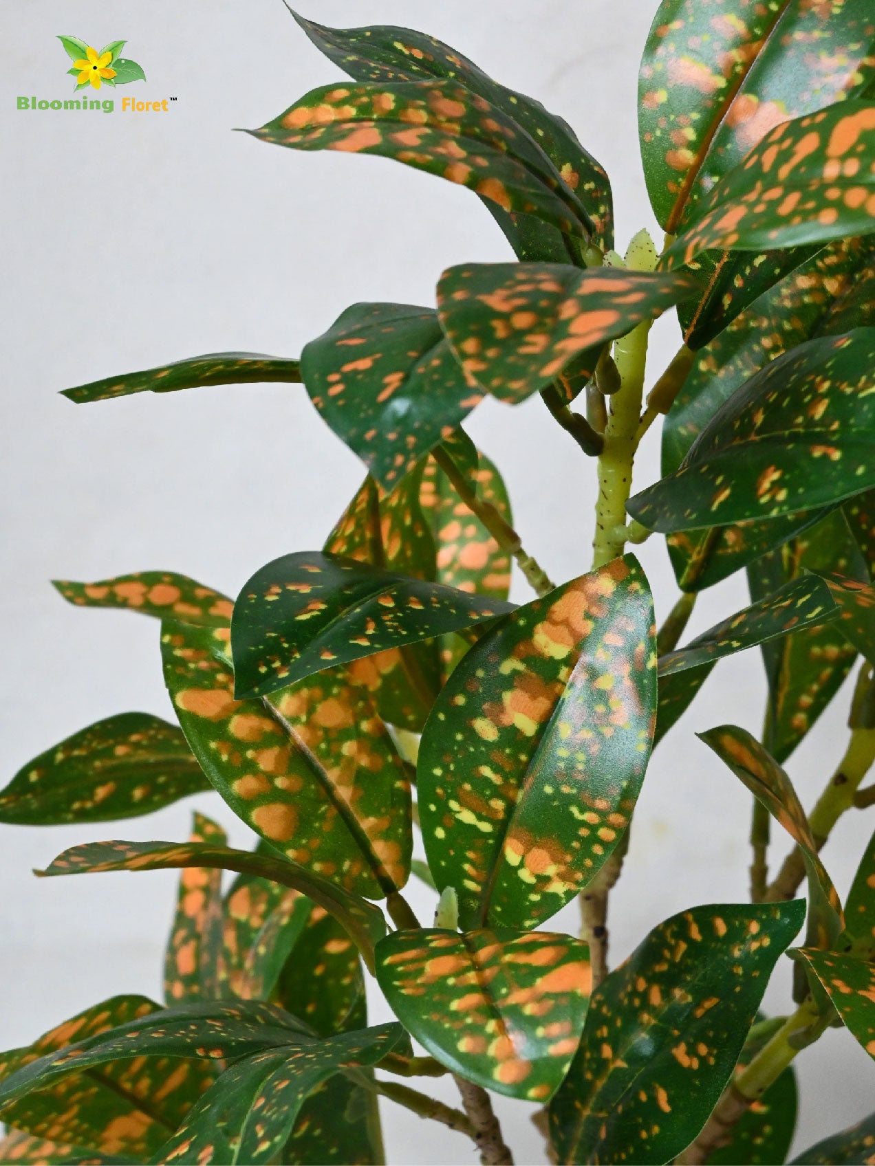 Artificial Dracaena Surculosa Plant | 39 cm | With Basic Pot