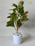 Artificial Dracaena Surculosa Plant – 45.7 cm, Basic Pot