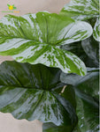 Artificial Caladium Plant – 65 cm, 12 Green and White Leaves, with Basic Pot