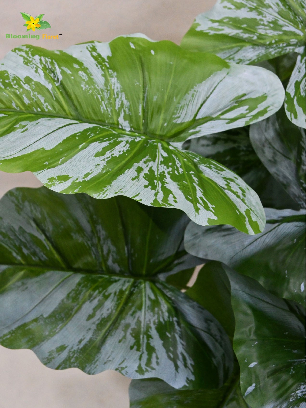 Artificial Caladium Plant – 65 cm, 12 Green and White Leaves, with Basic Pot