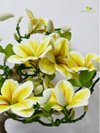Mini Magnolia Flower Tree - Green