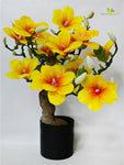 Mini Magnolia Flower Tree - Yellow