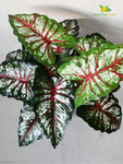 Artificial Caladium Plant – 65 cm, 12 Patterned Green, Pink and White Leaves, with Basic Pot
