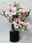Mini Magnolia Flower Tree - Pink