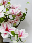 Mini Magnolia Flower Tree - Pink